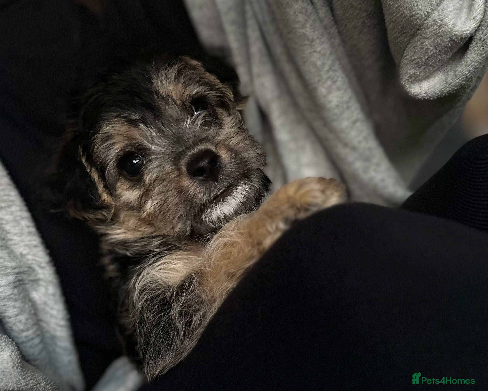 Mixed Breed dogs 2 girls left - Gorgeous F1 Jackapoo - toy poodle - Advert 1