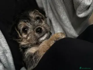 Mixed Breed dogs 2 girls left - Gorgeous F1 Jackapoo - toy poodle - Advert 1