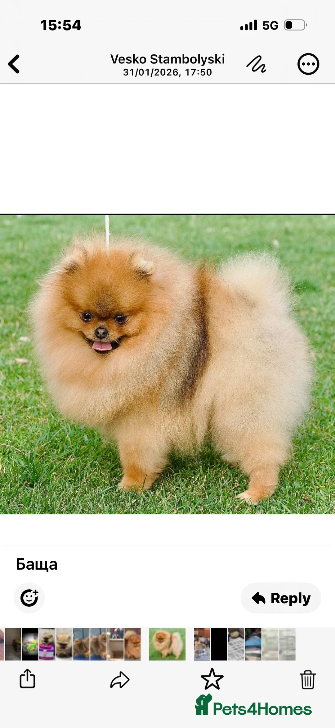 Pomeranian dogs for sale: Mr Kolev  - Advert 2
