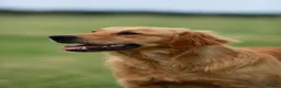 Golden Retriever dogs for sale: Loving, family raised golden retriever puppies  - Advert 2