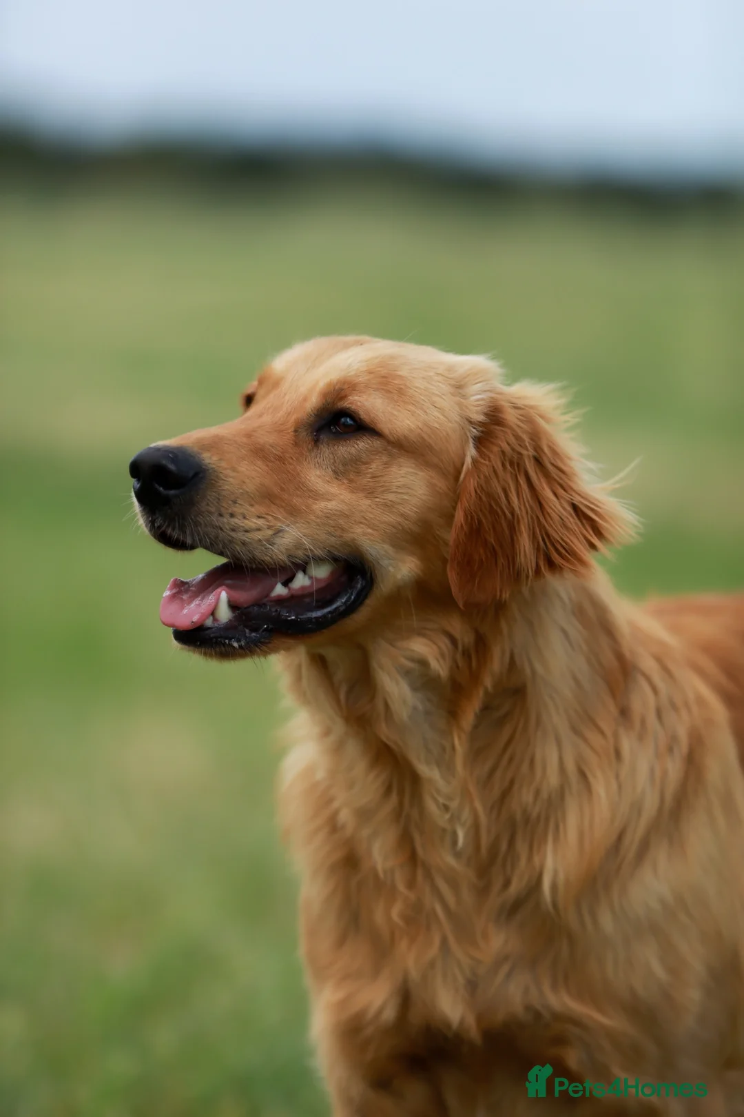 Golden Retriever dogs for sale: Loving, family raised golden retriever puppies  - Advert 2