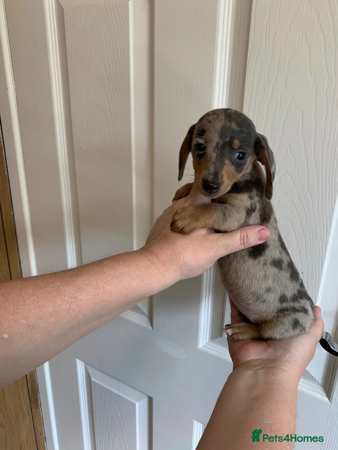Miniature Dachshund dogs for sale: 5 Miniature Dachshund puppies ready 30th April  - Advert 1