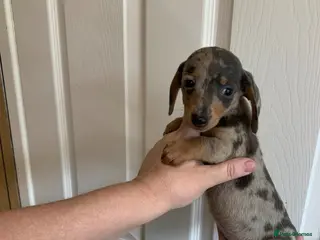 Miniature Dachshund dogs for sale: 5 Miniature Dachshund puppies ready 30th April - Advert 2