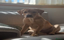 Labrador Retriever dogs for sale: Beautiful lab, dna tested 100% labrador retriever - Advert 10