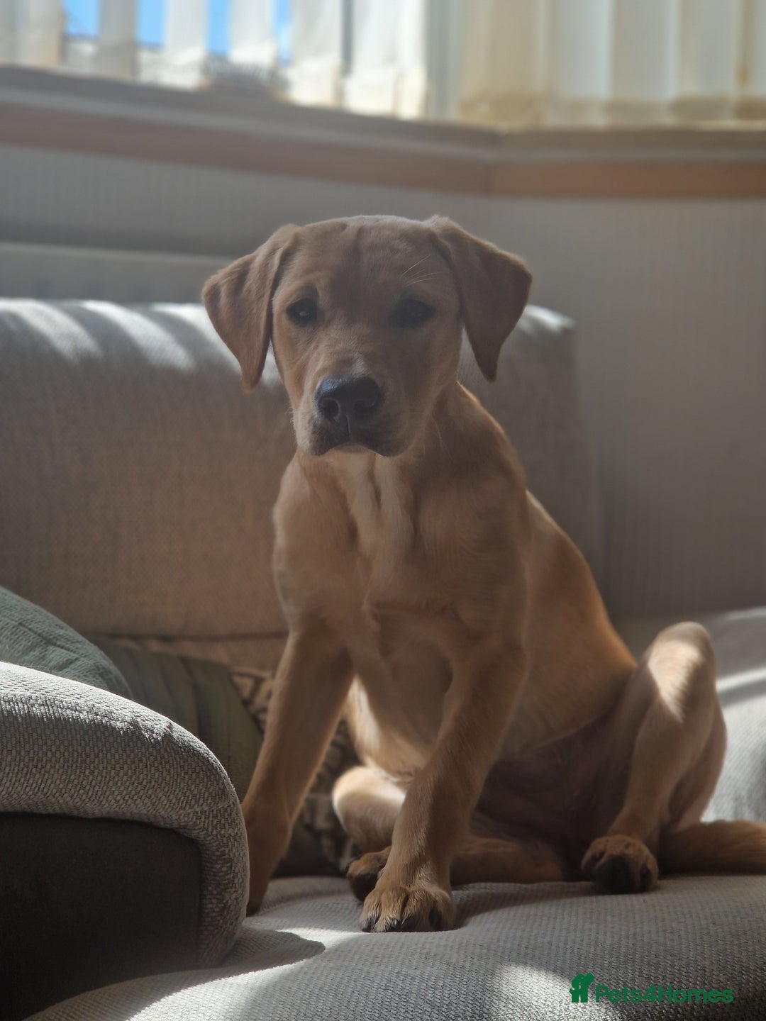 Labrador Retriever dogs for sale: Beautiful lab, dna tested 100% labrador retriever - Advert 10