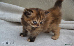 Exotic cats for sale: Stunning Persian Kittens!! - Image 8