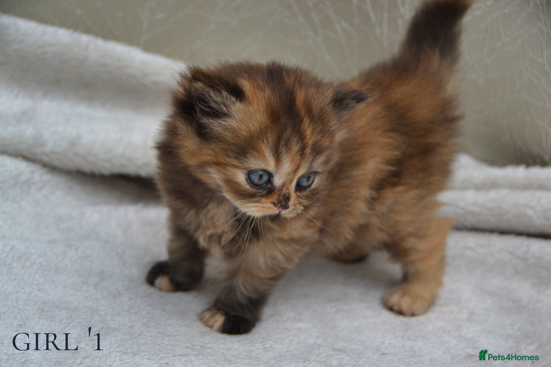 Exotic cats for sale: Stunning Persian Kittens!! - Image 8