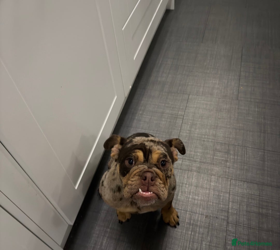 English Bulldog dogs for sale: Chocolate Tri Merle English Bulldog - Advert 7