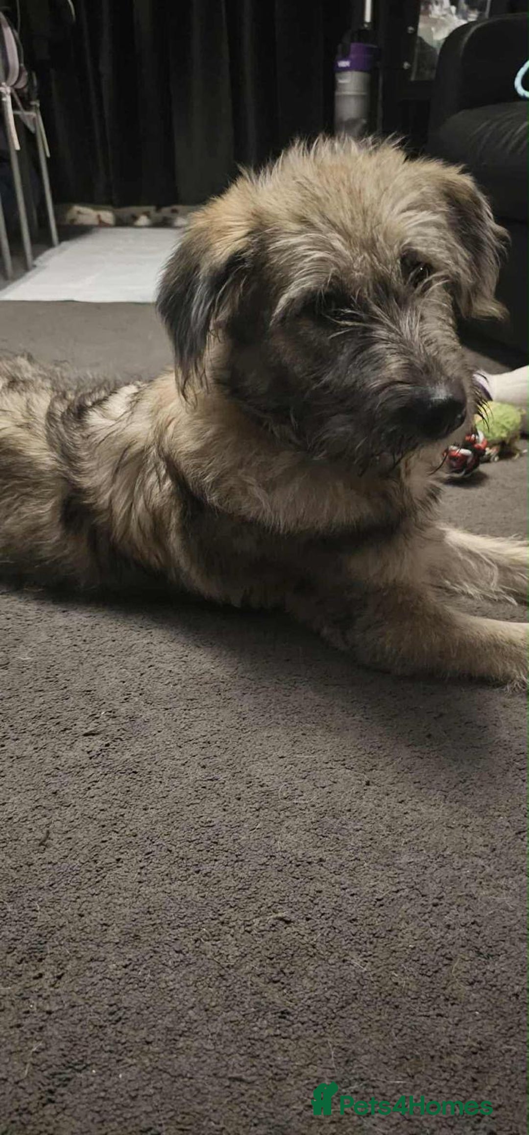 Mixed Breed dogs for adoption: Lianne - Image 4