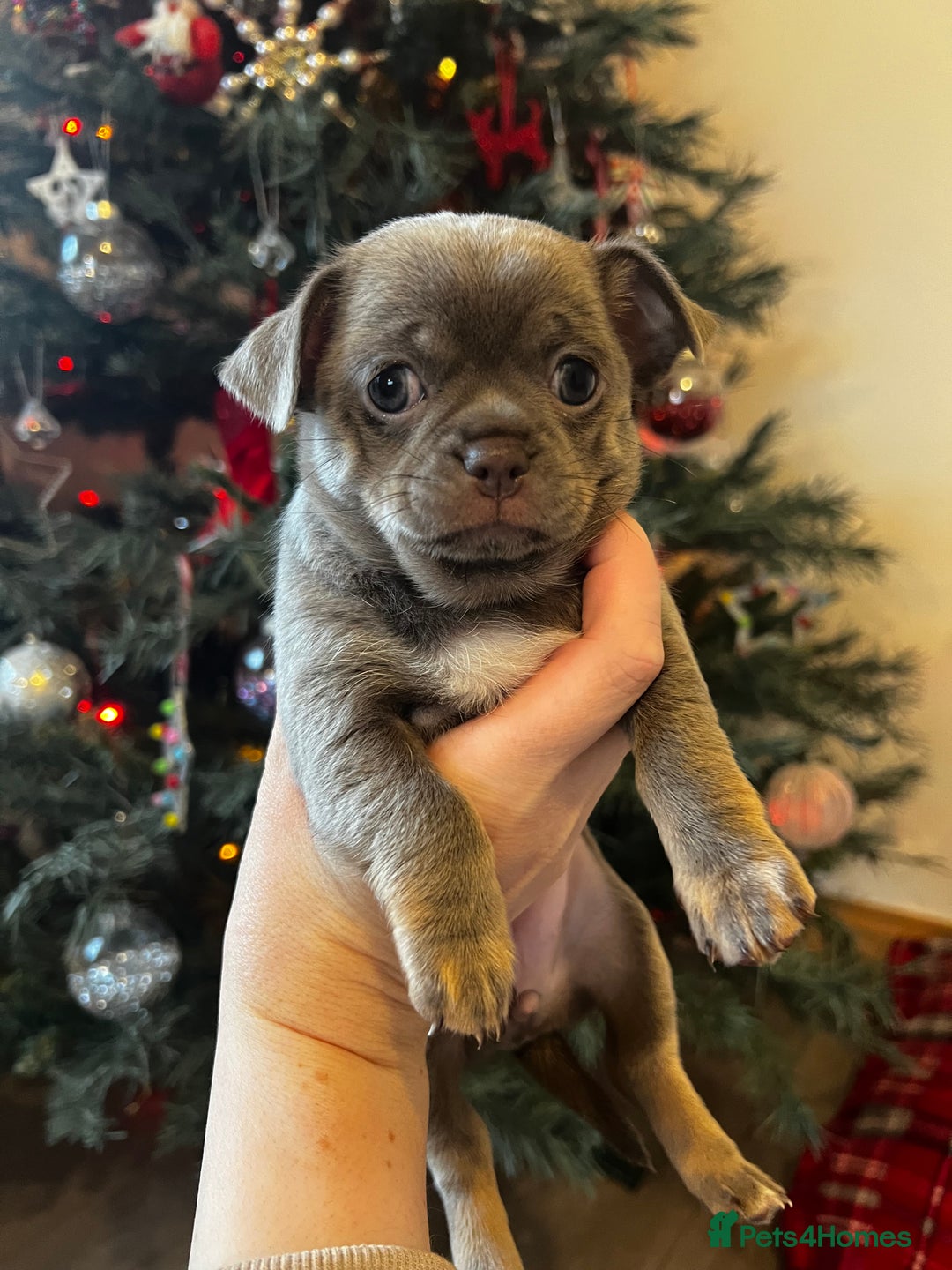 Chihuahua dogs for sale: Kc registered lilac chihuahua girl - Advert 14