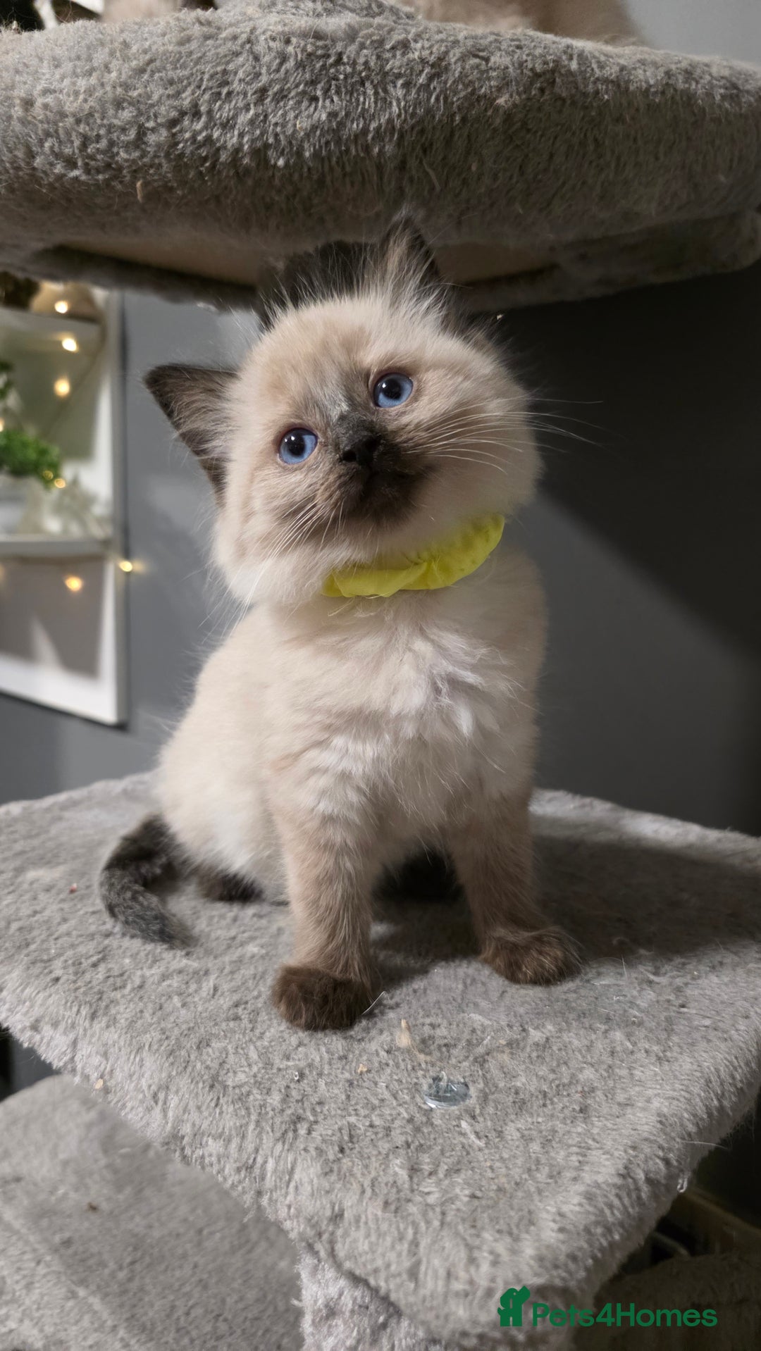 Ragdoll cats for sale: Adorable Ragdoll Kittens  - Advert 7