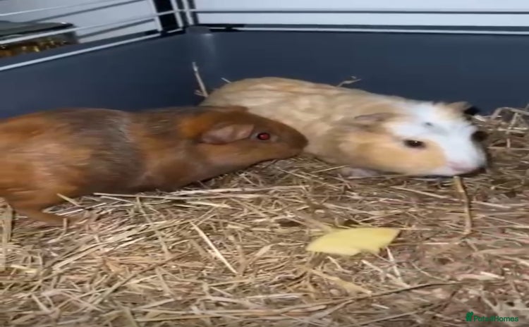 Guinea Pig rodents - Advert 8