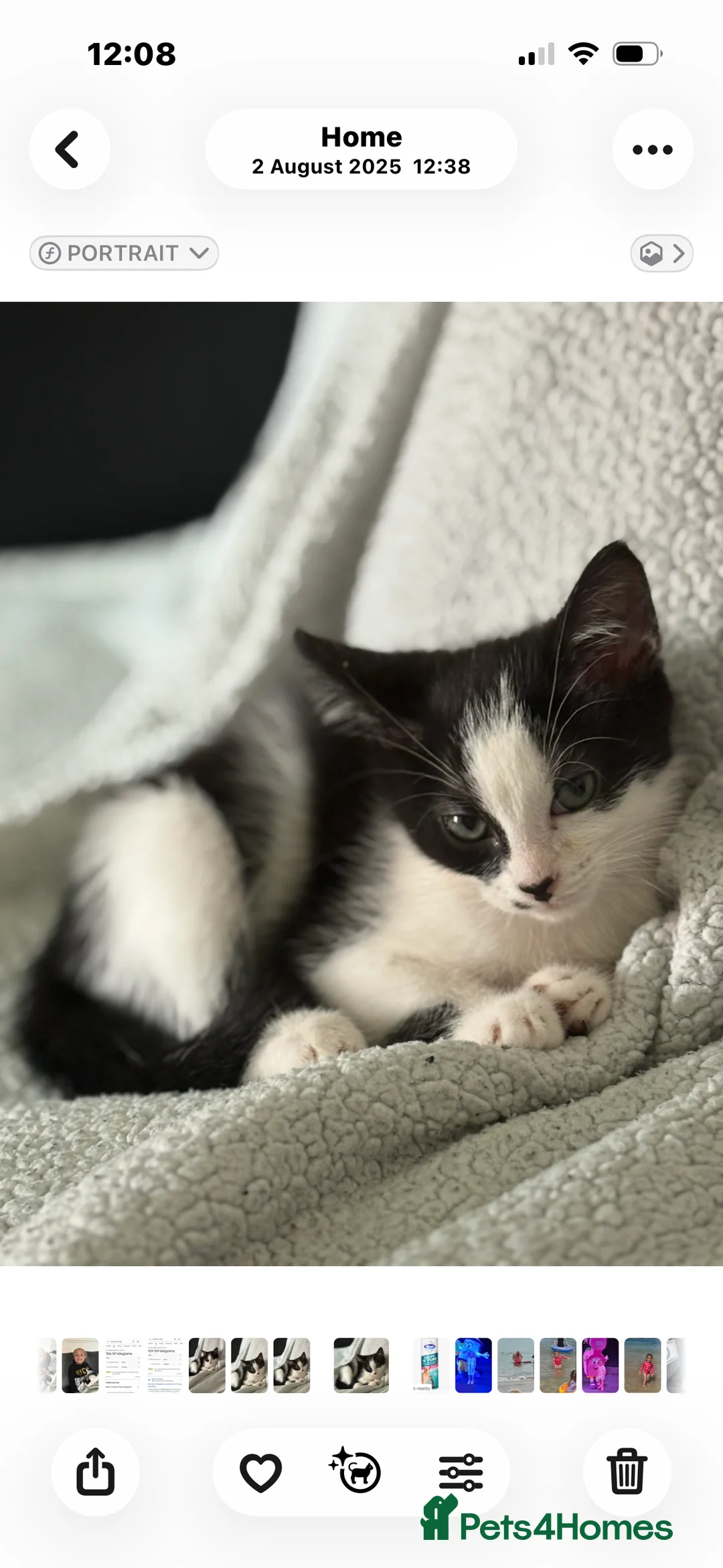 Mixed Breed cats for sale: Male pedigree cat  - Advert 1