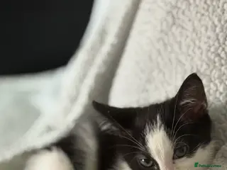 Mixed Breed cats Male pedigree cat - Advert 1