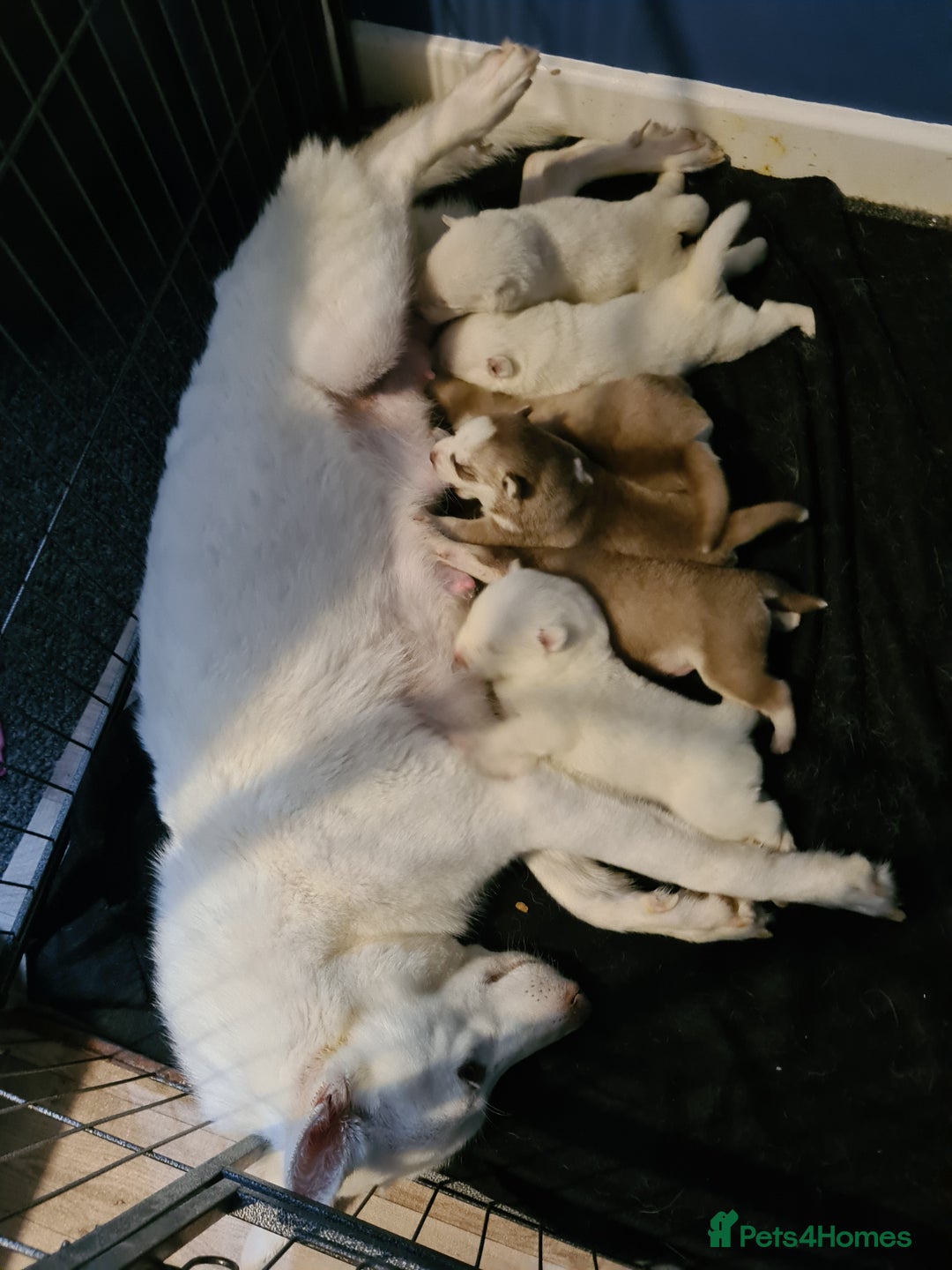 Siberian Husky dogs for sale: Husky puppies - Image 9