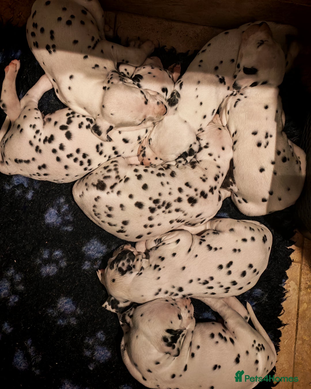 Dalmatian dogs for sale: Ready now - Champion Boys in the making!! - Advert 10