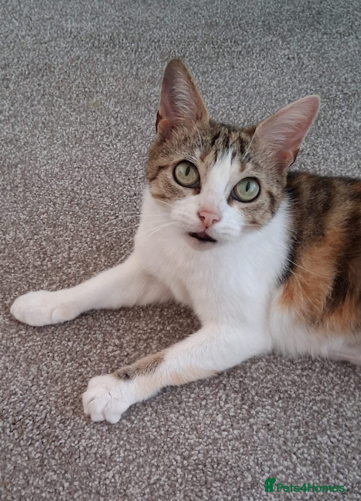 Domestic Shorthair cats Rosie, approx 5 years old  - Advert 7