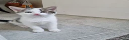 American Shorthair cats for sale: Lovely kittens - Advert 9