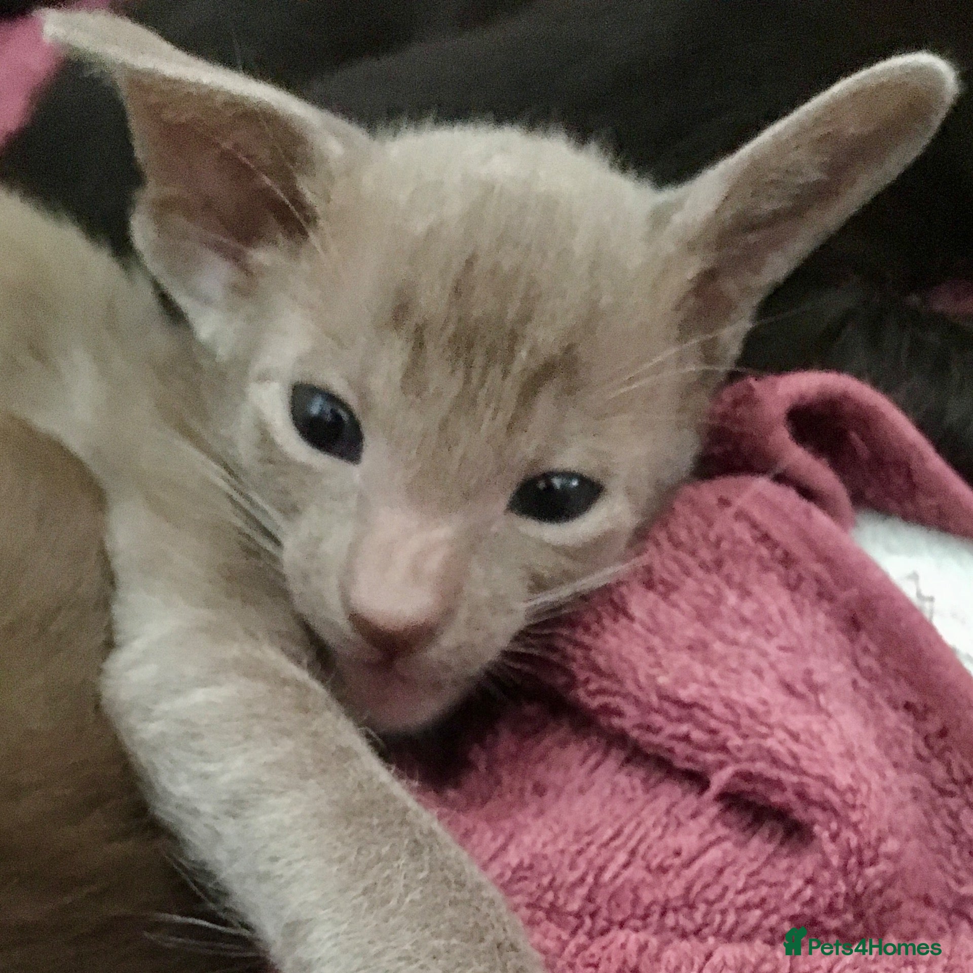 Oriental cats Exceptional show quality Orientals and Siamese  - Advert 4