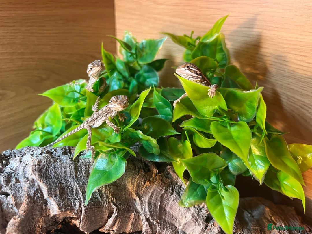 Dragon reptiles for sale: Baby Rankin's dragons  in Stoke-on-Trent - Advert 1