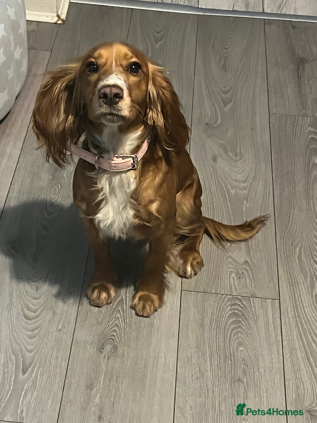 Cocker Spaniel dogs for sale: Cocker spaniel - Advert 1