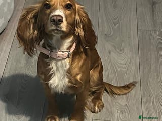 Cocker Spaniel dogs Cocker spaniel - Advert 12