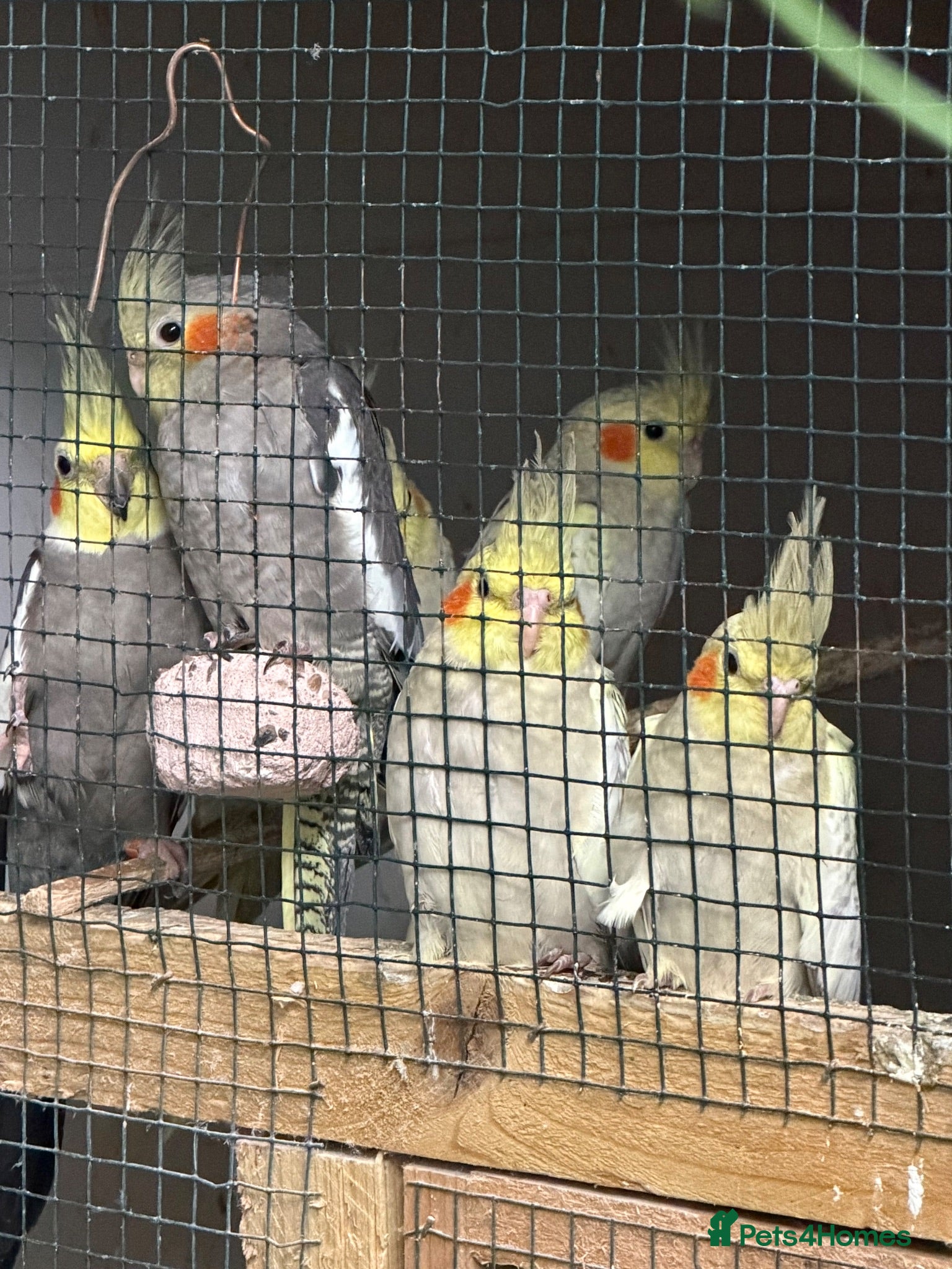 Cockatiels birds 6 baby cockatiels  - Advert 1