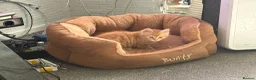Mixed Breed cats for sale: Available Now - 2 Ginger & 1 Black Kitten - Advert 28