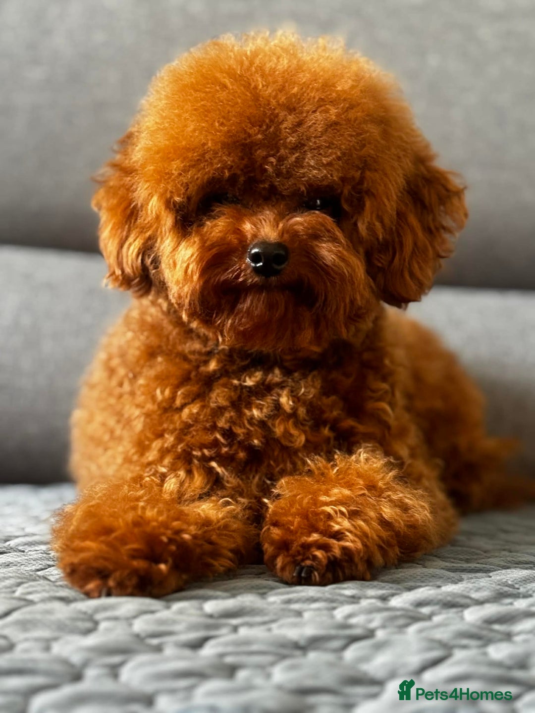 Toy Poodle dogs for sale: Asian Toy Poodle - Advert 6