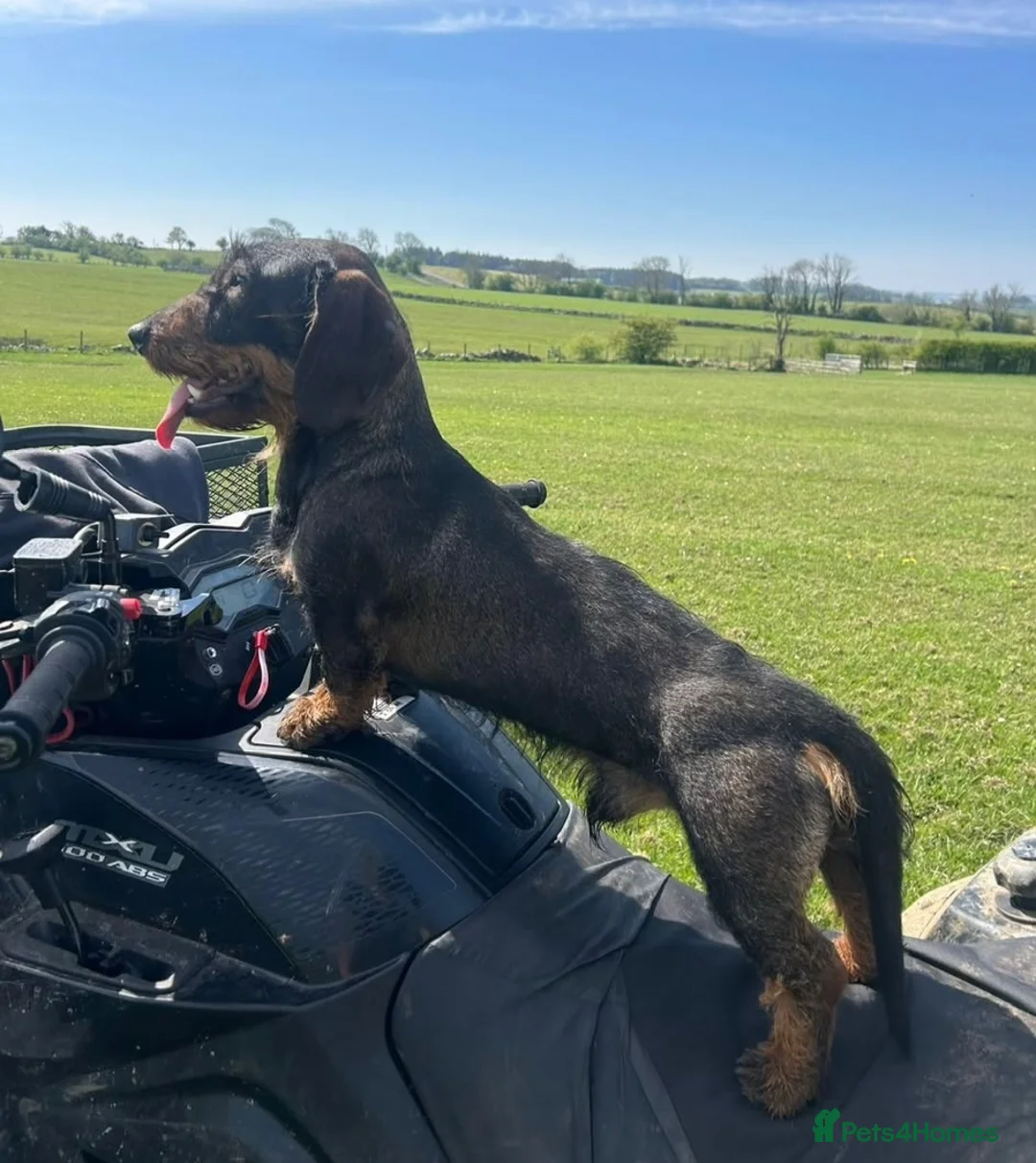 Dachshund dogs for sale: Wire Haired Dashund  - Advert 2