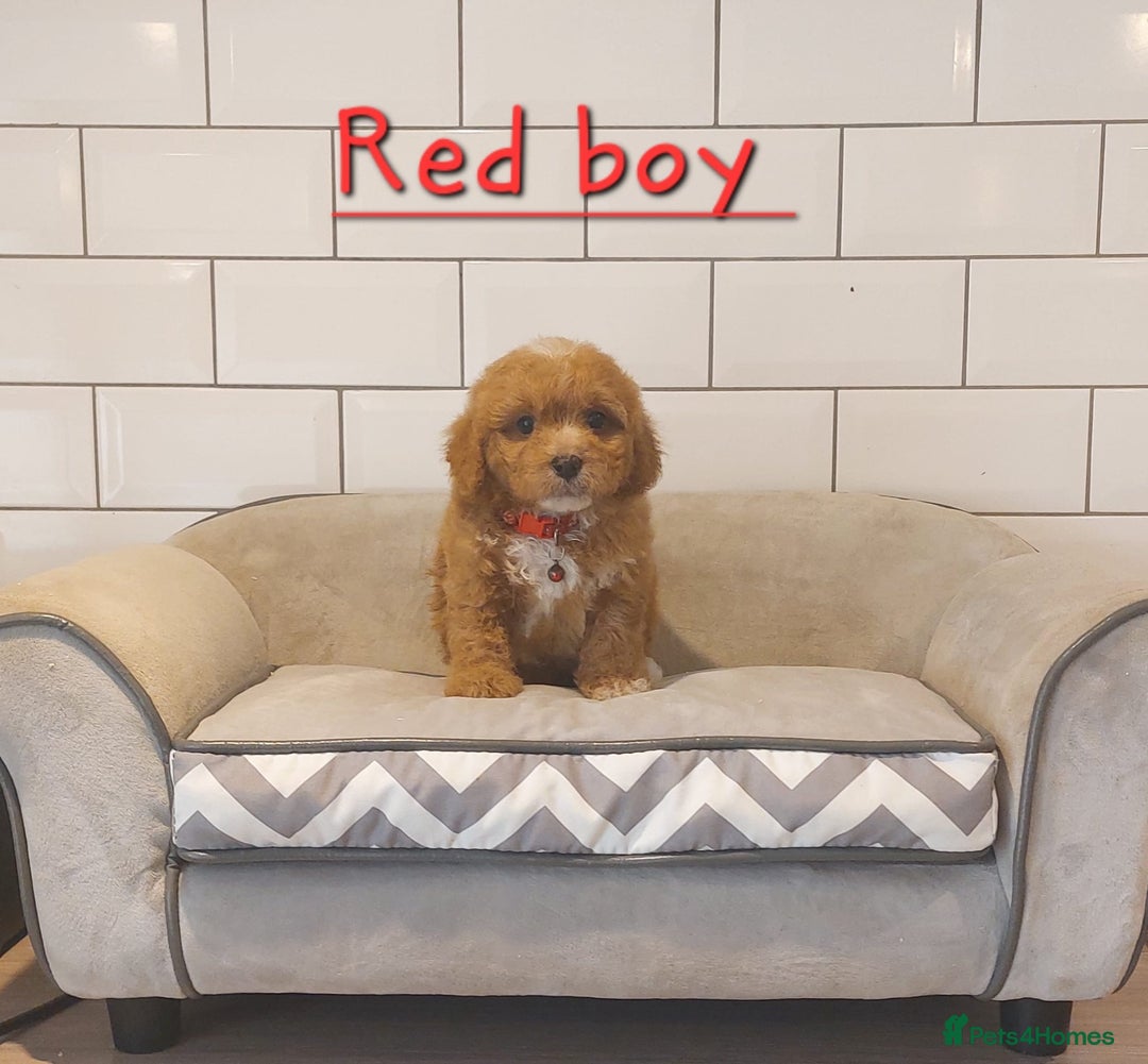 Cavachon dogs for sale: Cavapoochon puppies 💕 - Image 3