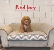 Cavachon dogs - Advert 5