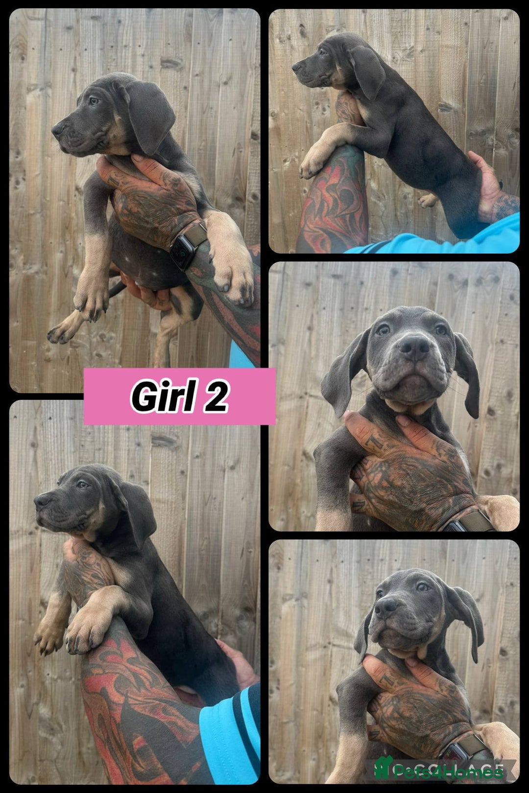Cane Corso dogs for sale: Cane Corso, Italian mastiff pups  - Image 7