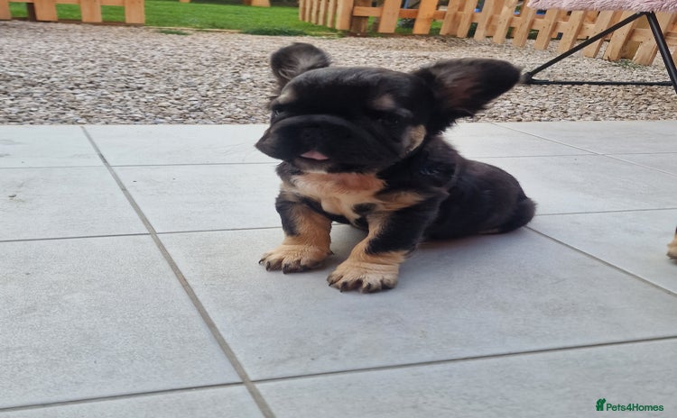 French Bulldog dogs - Advert 6