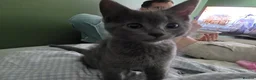 Mixed Breed cats for sale: Two Kittens Ragdoll Cross in Sunderland - Advert 3