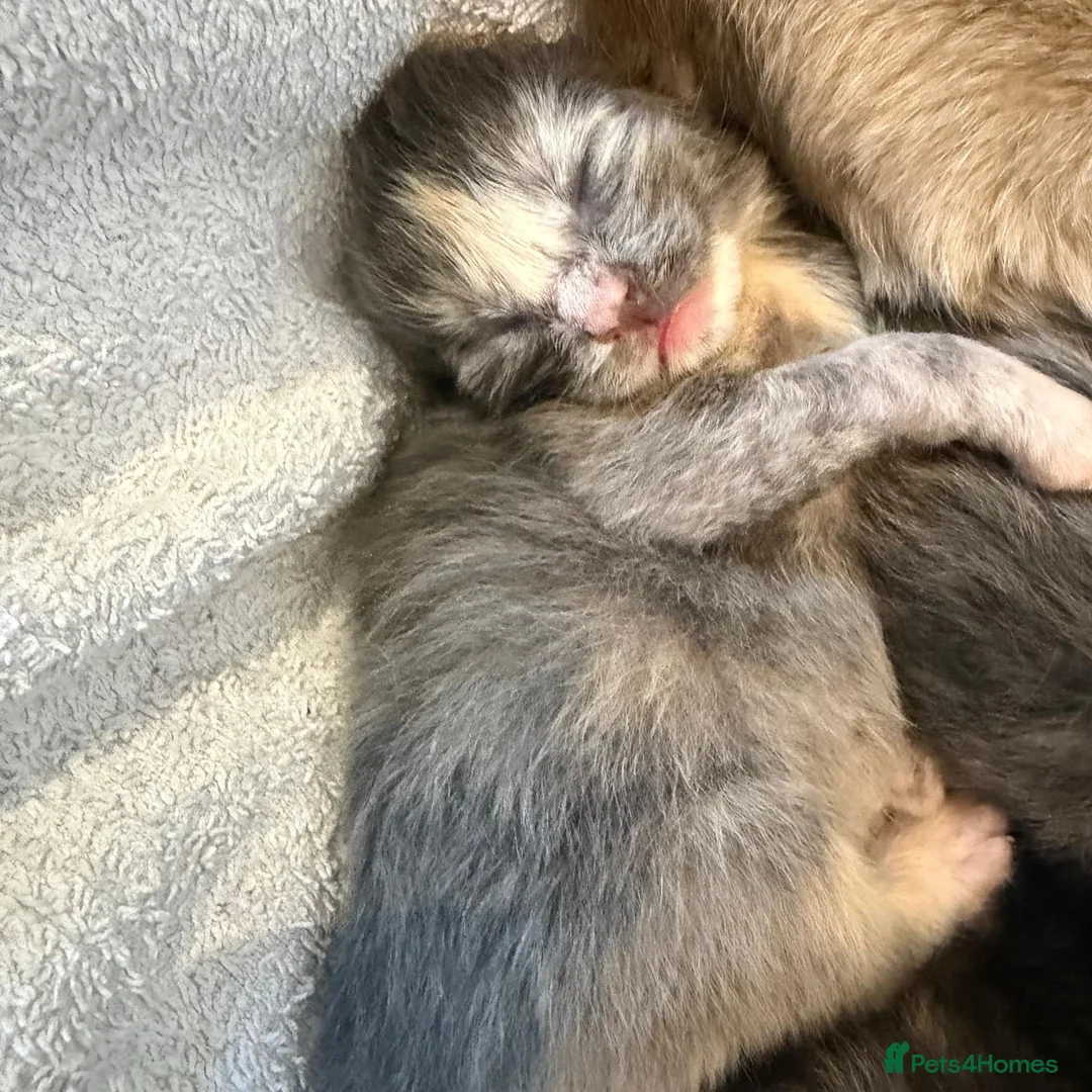 Ragcoon cats for sale: Ragdoll × Maine Coon Kittens rare colours - Advert 28