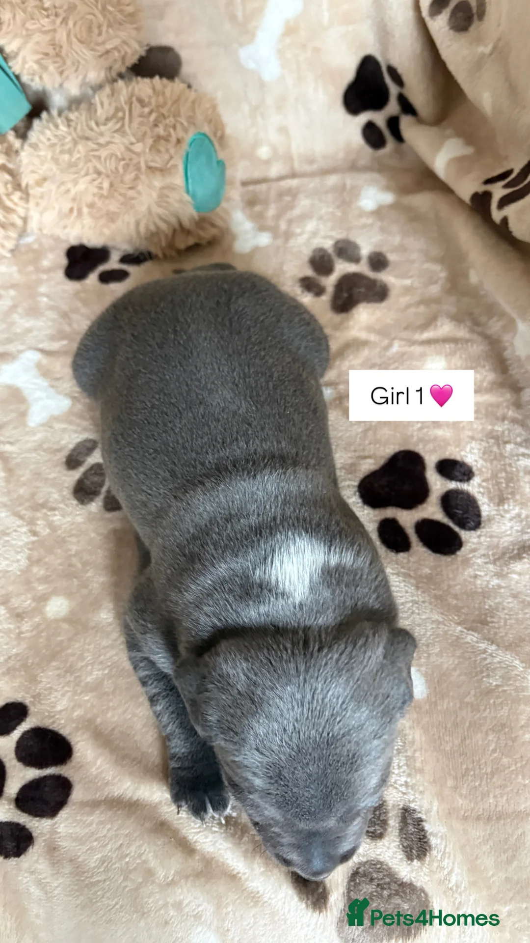 Staffordshire Bull Terrier dogs for sale: Blue & White KC Staffordshire Bull Terrier Puppies - Advert 2