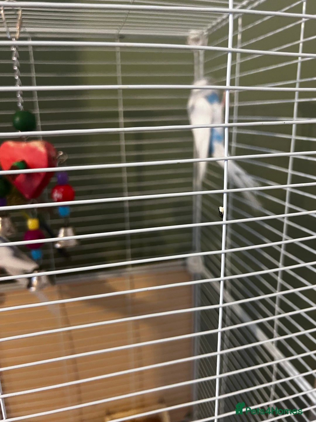 Budgerigars birds for sale: 6 Budgies for sale, 2 breeding pairs - Advert 5