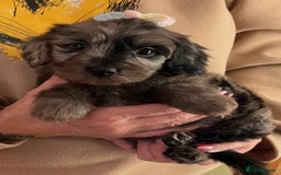 Cavapoo dogs for sale: TOY Fluffy Cavapoo’s From Health Tested Parents - Image 16