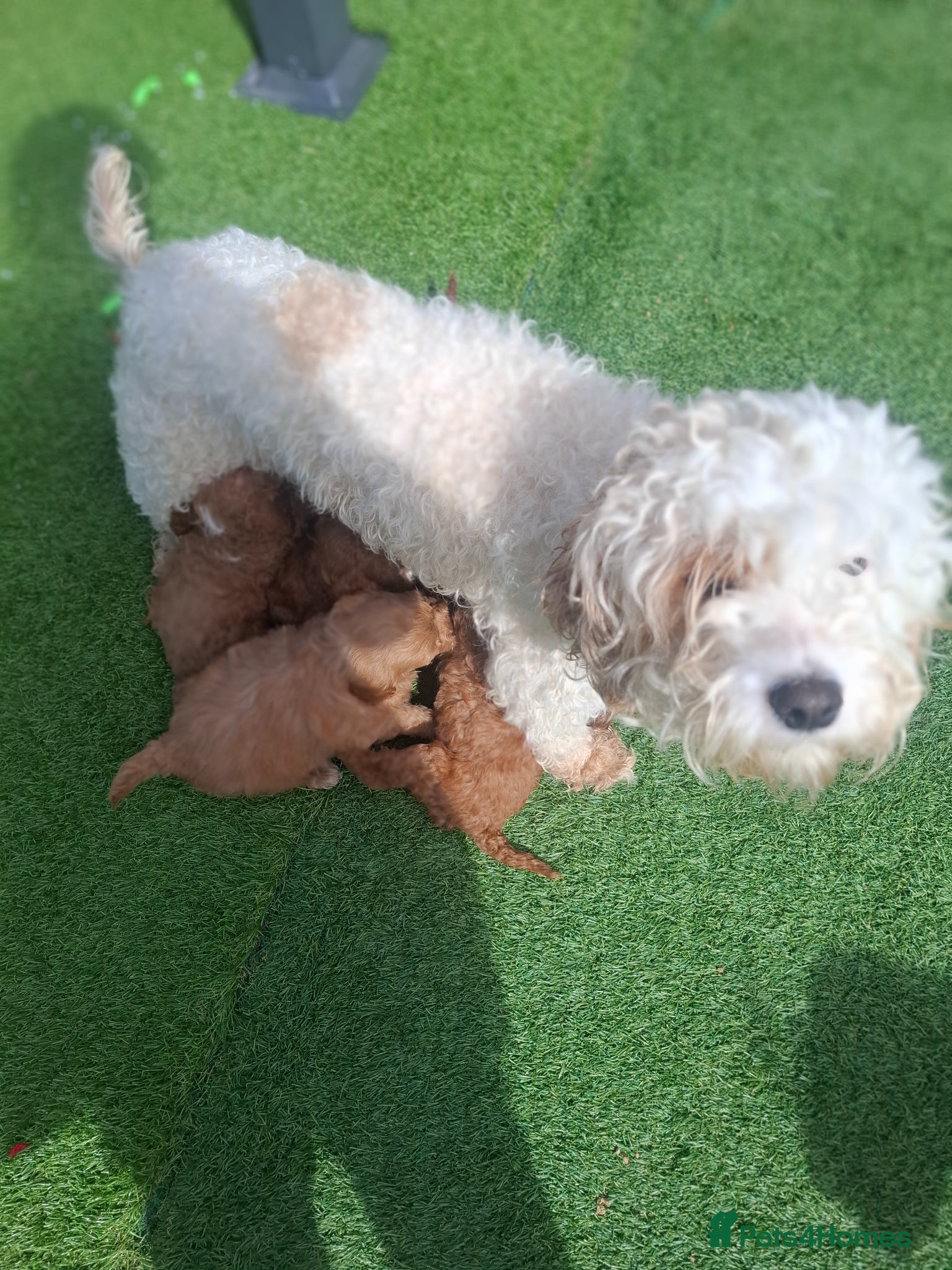 Cavapoo dogs Cavapoo beautiful 😍 litter rare fox red ♥️  - Advert 1