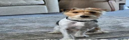 Sporting Lucas Terrier dogs for sale: 4 year old sporting lucas terrier - Advert 3