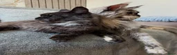 Maine Coon cats for sale: 🐾Three Beautiful Pedigree Maine Coon Boys🐾 - Advert 31