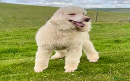 Standard Poodle dogs for sale: Stunning KC reg standard poodle  - Image 17