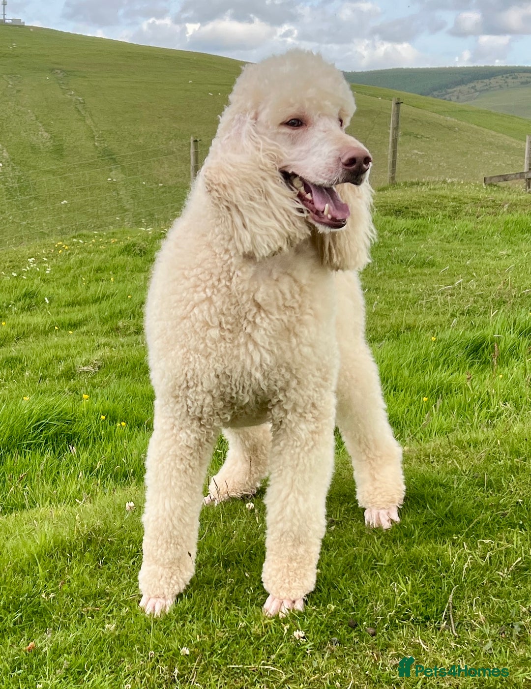Standard Poodle dogs for sale: Stunning KC reg standard poodle  - Image 17