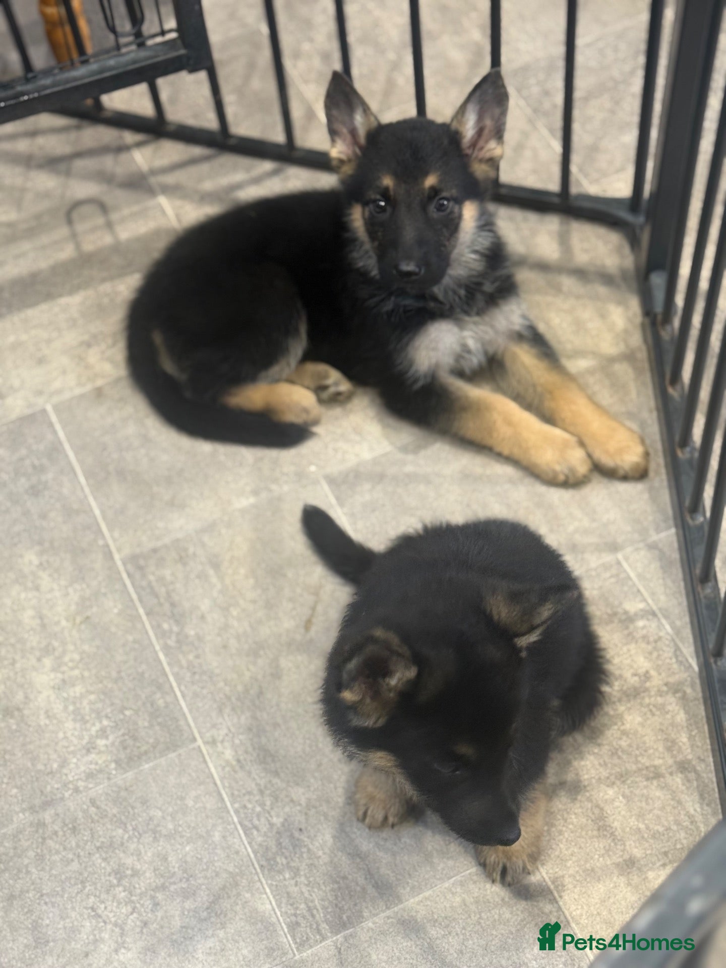 German Shepherd dogs for sale: LAST GIRL Short haired German shepherds  - Advert 1