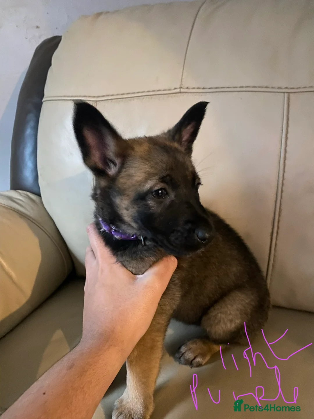 Belgian Shepherd Dog dogs for sale: Belgian Malinois Puppie’s ! - Advert 3