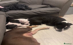 Mixed Breed dogs for sale: American bull staffy - Image 2