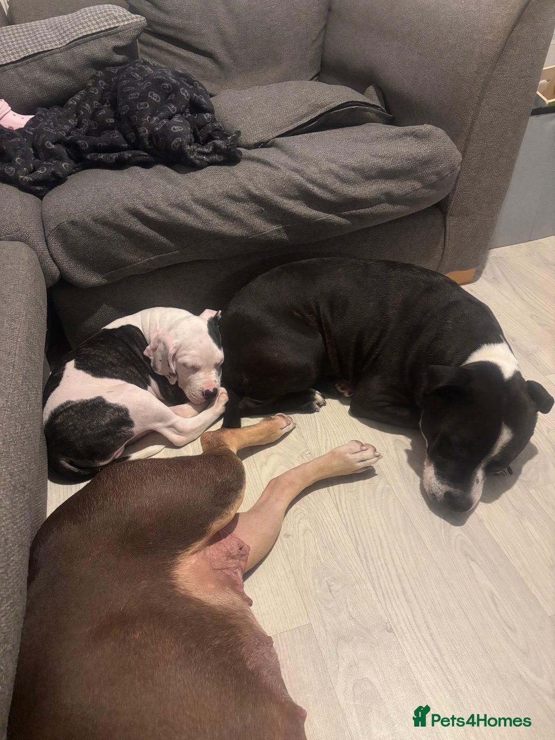 Mixed Breed dogs for sale: American bull staffy - Image 2