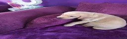 Labrador Retriever dogs for sale: Labrador retrivers  puppies for sale - Advert 6