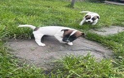 Jack Russell dogs for sale: Two lovely male Jack russel puppies  - Image 2